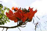 Flamboyant, flower Delonix regia, Martinique.