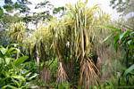 Tropical shrubs in the Garden of Balata, Martinique.