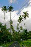 Tall palm trees on the road to Anse Ceron, Martinique.