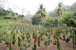 Cacti collection Anse Habitation Latouche, Martinique.