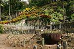 Panorama of the valley of cactus, Habitation Latouche, Martinique.