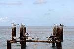 Seabirds, Le Carbet, Martinique.