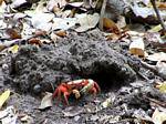 Red Mangrove crab (Goniopsis cruentata), Martinique.