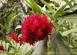 Alpinia rosea Balata, Martinique.