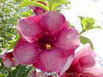 Flower type of Adenium, Garden Balata, Martinique.