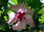 Beautiful flower of Hibiscus Garden Balata, Martinique.
