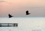 Pelicans in flight, Martinique.