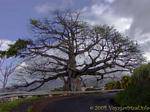 A giant Ceiba pentandra or cheese roadside, Martinique.