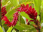 Red flowering plant to determine, garden Balata, Martinique.