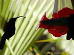 Colibri refueling get sweet food, Martinique.