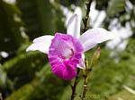 An orchid garden of Balata, Martinique.