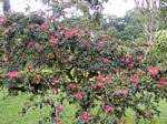 Calliandra tweedii or tree with puffs, Balata Garden, Martinique.