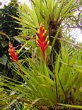 Bromeliad flower protected by bracts, garden Balata, Martinique.