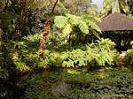 Mare and tropical vegetation, garden Balata, Martinique.