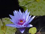 A blue water lily, garden Balata, Martinique.