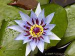 Blue lotus or water lily Heart (Nymphaea capensis), garden Balata, Martinique.