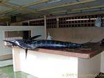 A marlin on the stall, ready to be cut (blue marlin), Martinique.