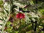 Hummingbird or hummingbird picking nectar in a flower, Anse Latouche, Martinique.