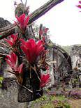 Red bromeliads, epiphytes monocots, Anse Latouche, Martinique.