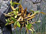 Dendrobium, kind of bamboo-epiphytic orchid, Anse Latouche, Martinique.