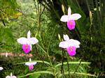 Orchids, probably Arundina (Bamboo orchid), Anse Latouche, Martinique.