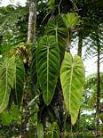 Philodendron leaves on vine epiphyte, Garden Balata, Martinique.