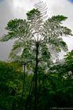 Tree Fern, Martinique.