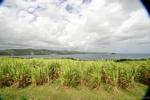 Sugar cane field in front of La Caravelle, Martinique.