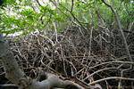 Mangrove, mangrove roots intertwined, the Caravelle peninsula, Martinique.