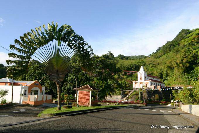 A traveler's tree and the church of Fonds Saint Denis - Martinique