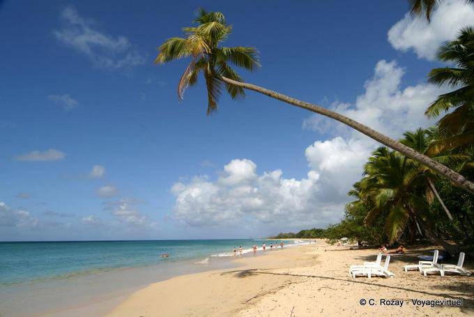 Salines beach - Martinique