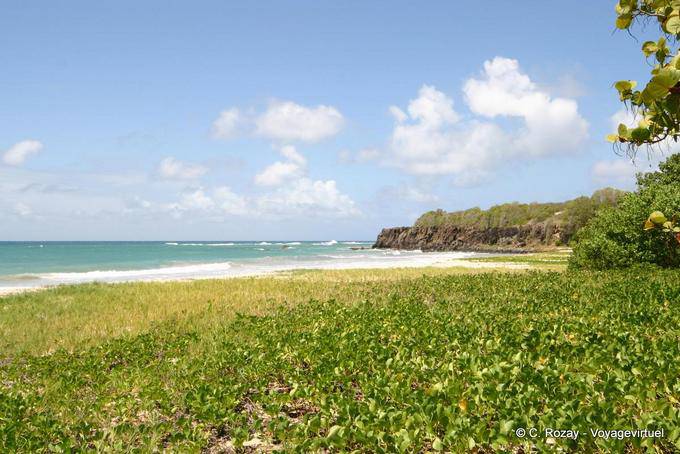 Anse à Prunes, greenery on the beach - Martinique