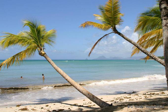 Palm trees lying in the Grande Anse des Salines - Martinique