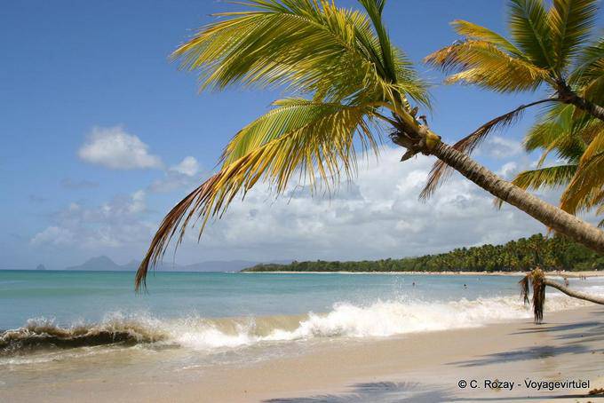 Anse des Salines, beach and coconut trees - Martinique