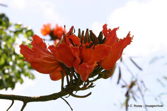 Flamboyant, flower Delonix regia - Martinique