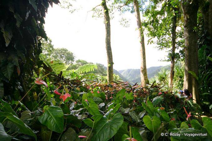 Anthurium, Garden Balata - Martinique
