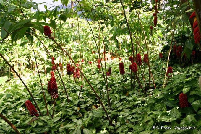 Set of red Coctus dirzoi, Garden Balata - Martinique