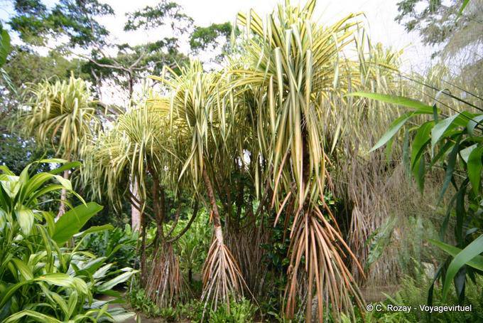 Tropical shrubs in the Garden of Balata - Martinique