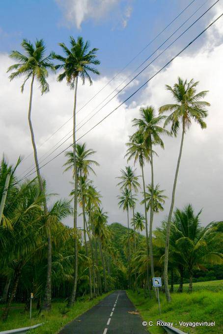 Tall palm trees on the road to Anse Ceron - Martinique