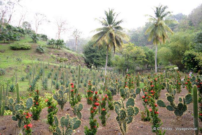Cacti collection Anse Habitation Latouche - Martinique