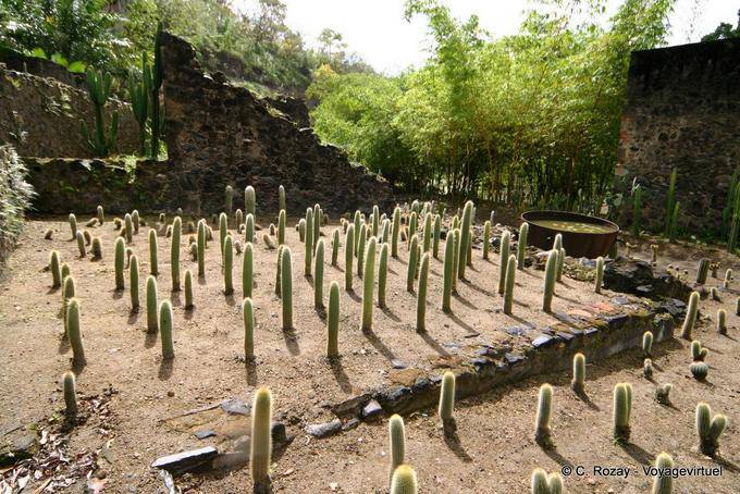 Erection cactus by Jean-Philippe Thoze, Habitation Latouche - Martinique