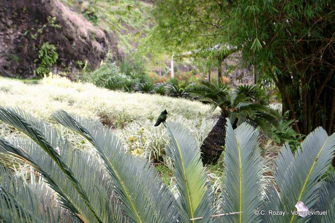 Hummingbird in the garden - Martinique