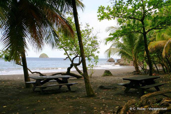 The islet Pearl seen from under the sea grapes and coconuts Anse Ceron - Martinique