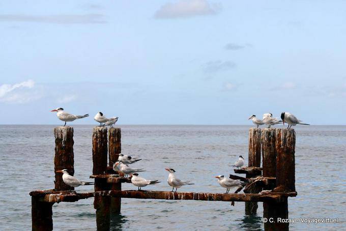 Seabirds, Le Carbet - Martinique