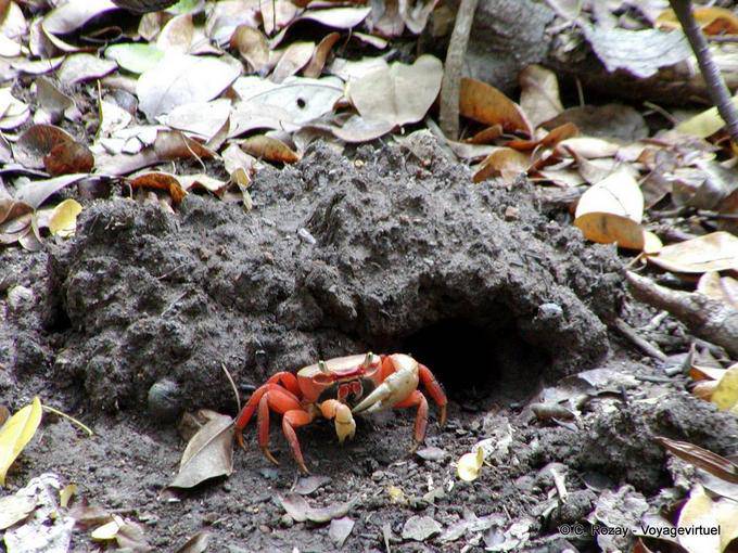 Red Mangrove crab (Goniopsis cruentata) - Martinique