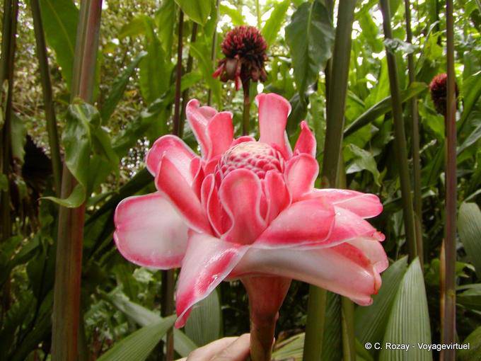Porcelain Rose, Etlingera elatior (tropical ginger) - Martinique