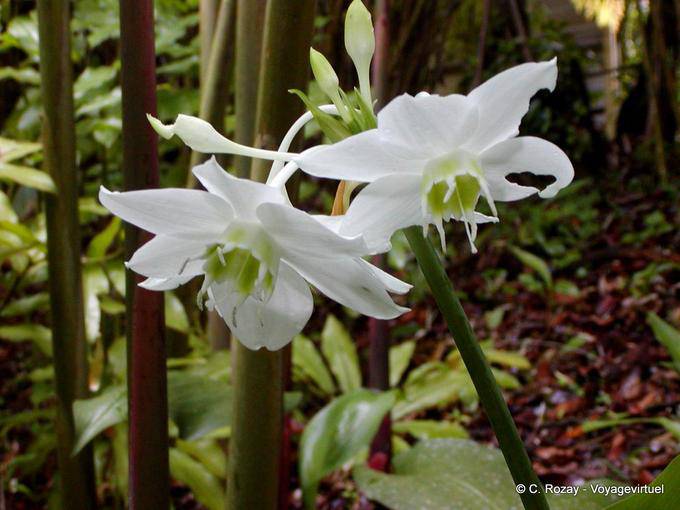 Flower's Island - Martinique