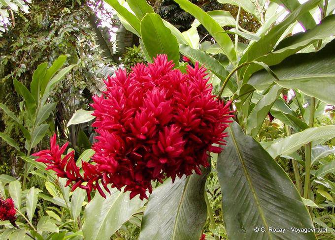 Alpinia rosea Balata - Martinique