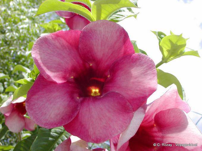 Flower type of Adenium, Garden Balata - Martinique