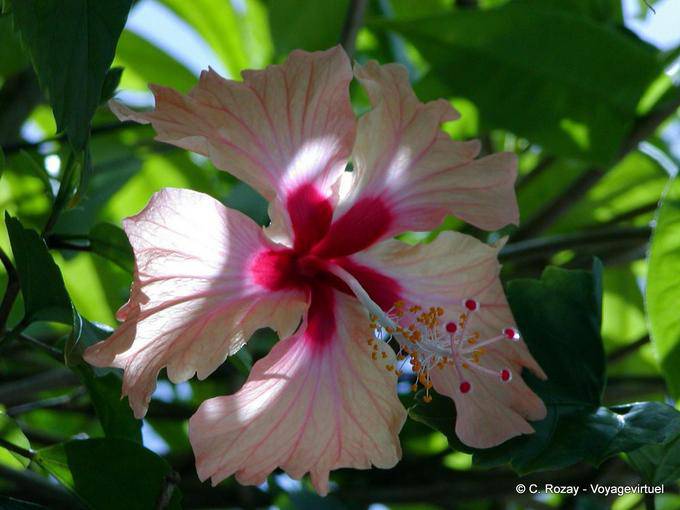 Beautiful flower of Hibiscus Garden Balata - Martinique